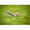 Eastern Grey Squirrel (Sciurus carolinensis) running fast - motion blurred image (panninf technique used to convey fast movement)