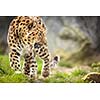 Amur Leopard (Panthera pardus orientalis)