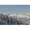 winter nature landscape  mountaint  with tree and fresh snow