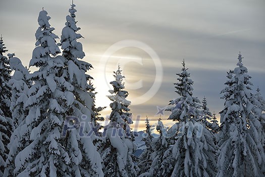 winter nature landscape mountaint with tree and fresh snow winter nature landscape mountaint with tree and fresh snow