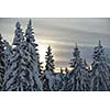 winter nature landscape  mountaint  with tree and fresh snow