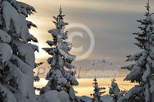 winter nature landscape mountaint with tree and fresh snow winter nature landscape mountaint with tree and fresh snow
