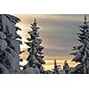 winter nature landscape  mountaint  with tree and fresh snow