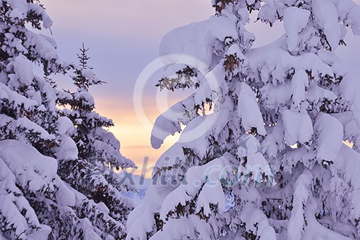 nature mountaint winter landscape with tree and fresh snow nature mountaint winter landscape with tree and fresh snow