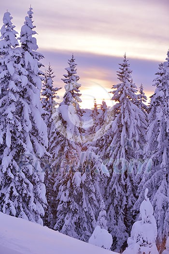 nature mountaint winter landscape with tree and fresh snow nature mountaint winter landscape with tree and fresh snow