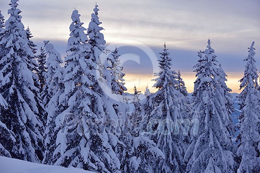 nature mountaint winter landscape with tree and fresh snow nature mountaint winter landscape with tree and fresh snow