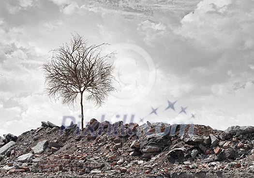 Conceptual image of dry tree standing on ruins Conceptual image of dry tree standing on ruins