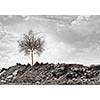 Conceptual image of dry tree standing on ruins