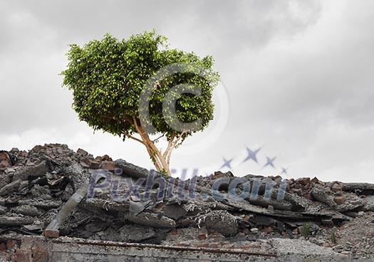 Conceptual image of green tree standing on ruins Conceptual image of green tree standing on ruins