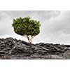 Conceptual image of green tree standing on ruins