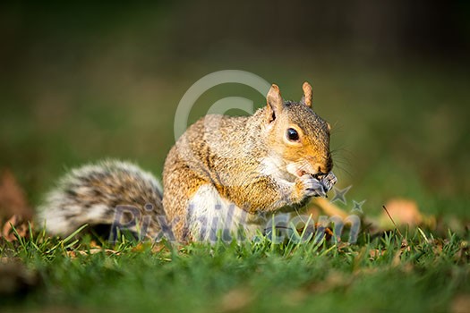 Eastern Grey Squirrel (Sciurus carolinensis) Eastern Grey Squirrel (Sciurus carolinensis)