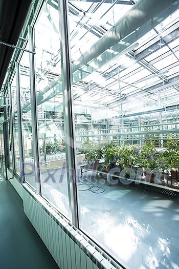 Greenhouse series - inside a greenhouse Greenhouse series - inside a greenhouse