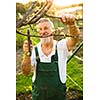 Portrait of a handsome senior man gardening in his garden, on a lovely spring day (color toned image)