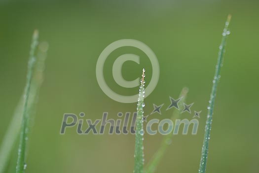 green grass background macro with rain drop green grass background macro with rain drop