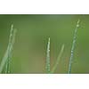 green grass background macro with rain drop