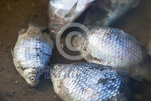 Dead fish in polluted pond/river/lake ecological disaster concept Dead fish in polluted pond/river/lake ecological disaster concept