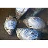Dead fish in polluted pond/river/lake ecological disaster concept