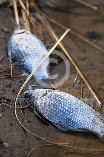 Dead fish in polluted pond/river/lake ecological disaster concept Dead fish in polluted pond/river/lake ecological disaster concept
