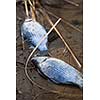 Dead fish in polluted pond/river/lake ecological disaster concept