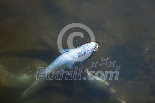 Dead fish in polluted pond/river/lake ecological disaster concept Dead fish in polluted pond/river/lake ecological disaster concept