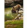 Brown bear considering taking a bath