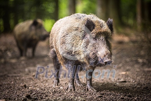 Wild boar (Sus scrofa) Wild boar (Sus scrofa)