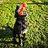 Cute dog playing, catching a toy