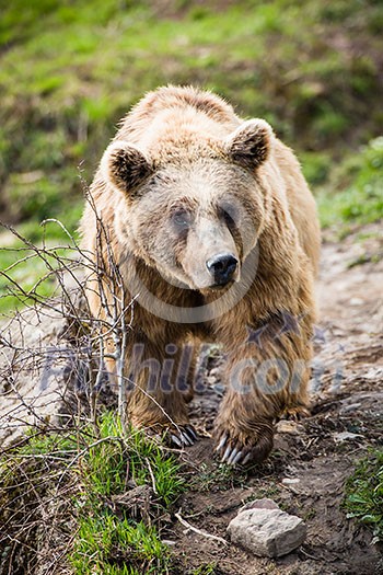 Brown Bear (Ursus arctos) Brown Bear (Ursus arctos)