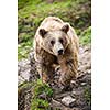 Brown Bear (Ursus arctos)