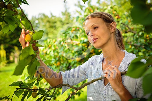 Pretty, young woman picking apricots lit by warm summer evening light (shallow DOF; color toned image) Pretty, young woman picking apricots lit by warm summer evening light (shallow DOF; color toned image)