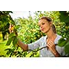 Pretty, young woman picking apricots lit by warm summer evening light (shallow DOF; color toned image)