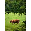 Cows grazing on a lovely green pasture