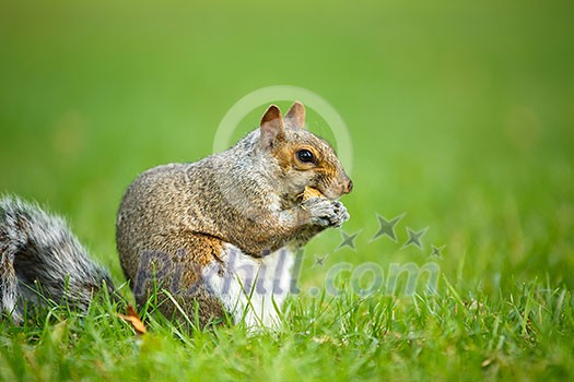 Eastern Grey Squirrel (Sciurus carolinensis) Eastern Grey Squirrel (Sciurus carolinensis)