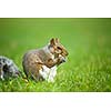 Eastern Grey Squirrel (Sciurus carolinensis)