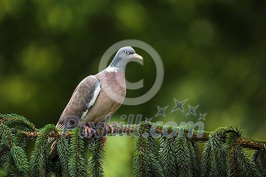 Common Wood Pigeon (Columba palumbus) Common Wood Pigeon (Columba palumbus)