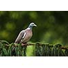 Common Wood Pigeon (Columba palumbus)