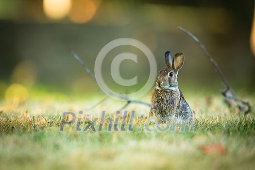 Cute rabbit in grass Cute rabbit in grass