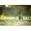 Cute rabbit in grass