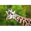 Giraffe (Giraffa camelopardalis)