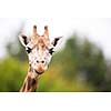 Giraffe (Giraffa camelopardalis)