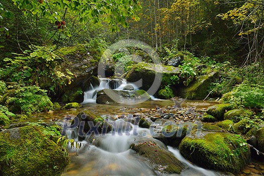 mountain forest landscapecreek with fresh water