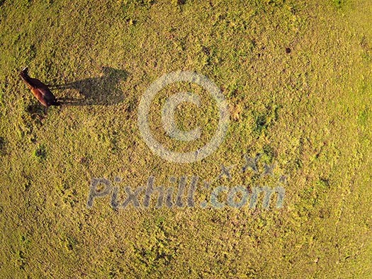 Aerial view over a pasture with a horse casting a shadow Aerial view over a pasture with a horse casting a shadow