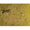 Aerial view over a pasture with a horse casting a shadow