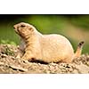 very cute black tailed prairie dog (Cynomys ludovicianus)