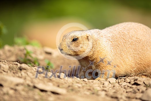 very cute black tailed prairie dog (Cynomys ludovicianus) very cute black tailed prairie dog (Cynomys ludovicianus)