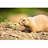 very cute black tailed prairie dog (Cynomys ludovicianus)