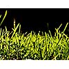 green grass bacground  in fresh nature