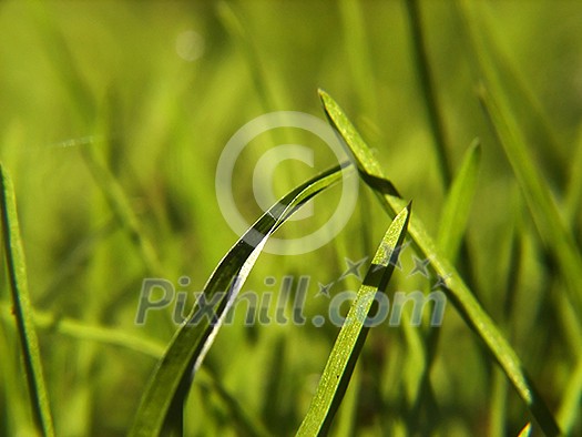 green grass bacground in fresh nature green grass bacground in fresh nature