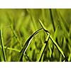 green grass bacground  in fresh nature