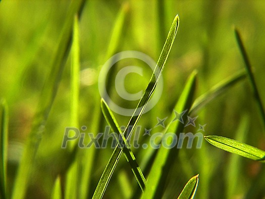 green grass bacground in fresh nature green grass bacground in fresh nature